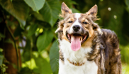 border collie