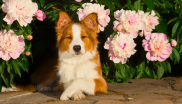 border collie fleurs