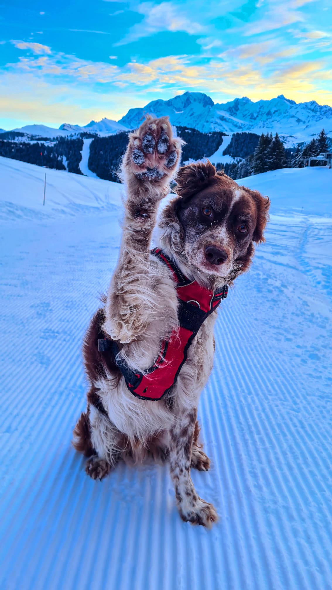 Maïdo dans la neige, une patte levée
